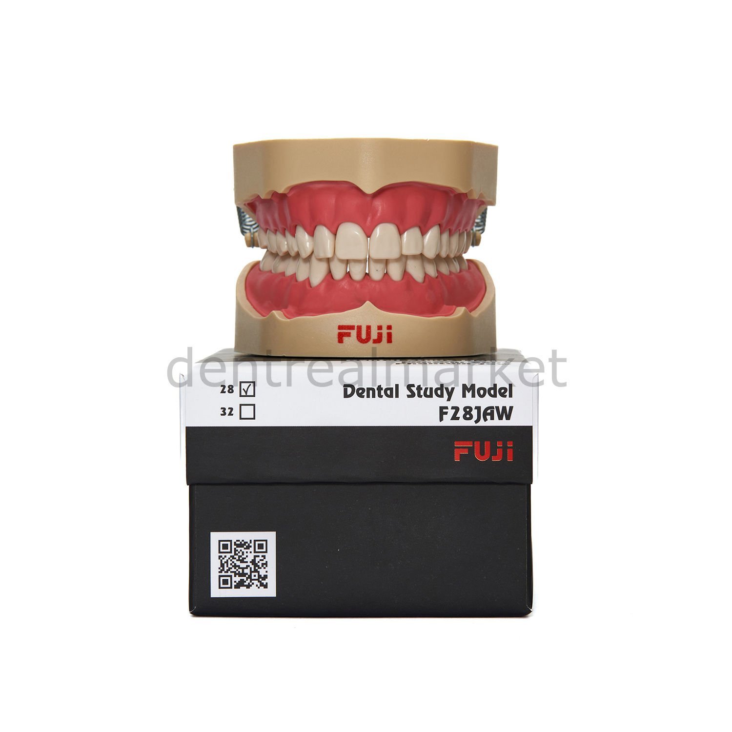 Fuji Diş Etli Çene Model 28'lik