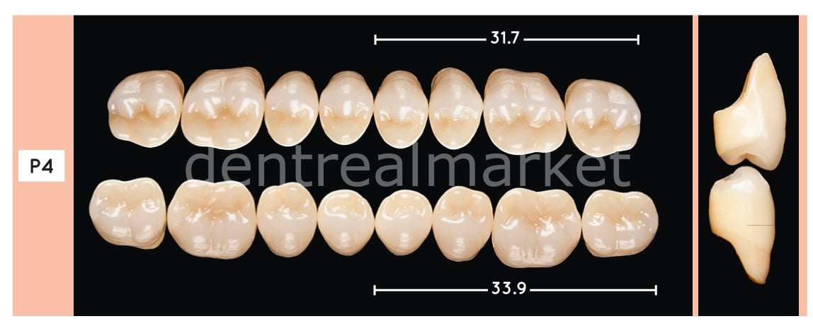 Enigmalife+ Posterior 8'lik Diş Alt - A1 - P4