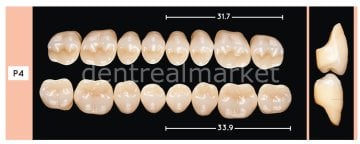 Enigmalife+ Posterior 8'lik Diş Alt - A1 - P4