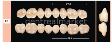 Enigmalife+ Posterior 8'lik Diş Alt - A1 - P5