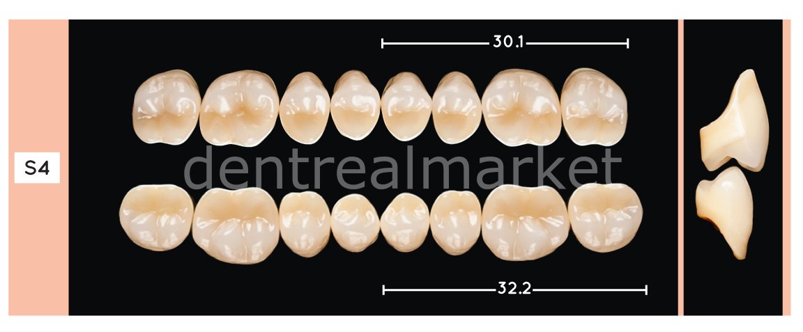 Enigmalife+ Posterior 8'lik Diş Alt - A1 - S4