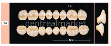 Enigmalife+ Posterior 8'lik Diş Alt - A1 - S4