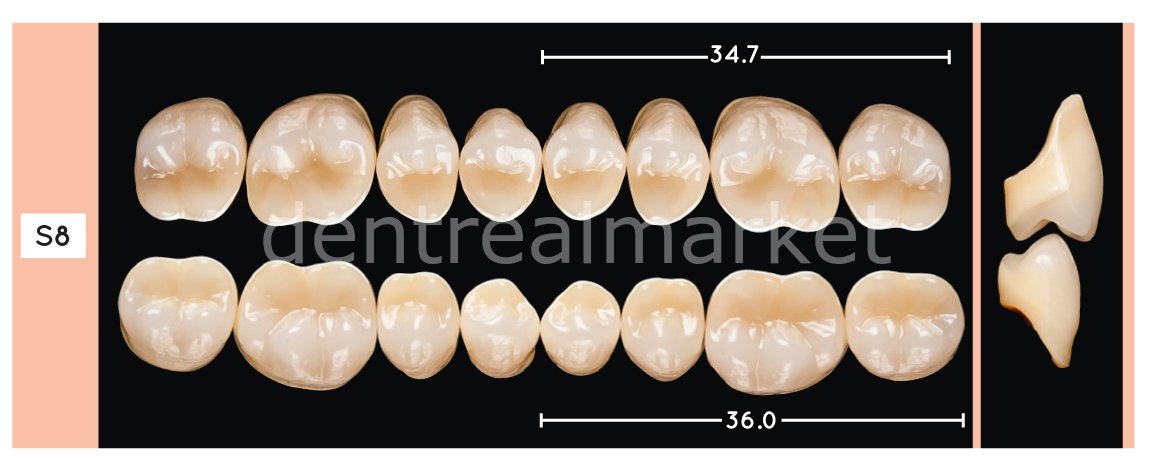 Enigmalife+ Posterior 8'lik Diş Alt - A1 - S8