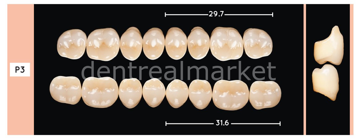 Enigmalife+ Posterior 8'lik Diş Alt - A2 - P3