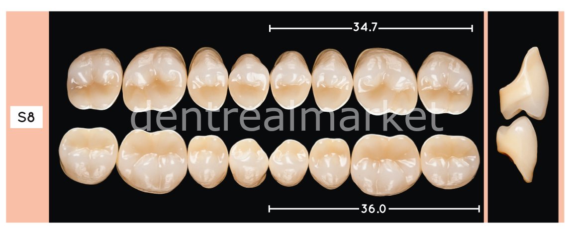 Enigmalife+ Posterior 8'lik Diş Alt - B1 - S8