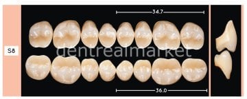 Enigmalife+ Posterior 8'lik Diş Alt - B1 - S8