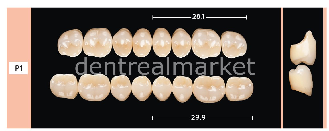 Enigmalife+ Posterior 8'lik Diş Alt - Bleach 1 - P1