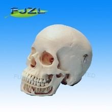 Dental Neurology Skull Model