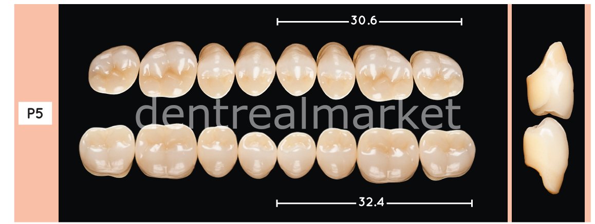 Enigmalife+ Posterior 8'lik Diş Üst - A1 - P5