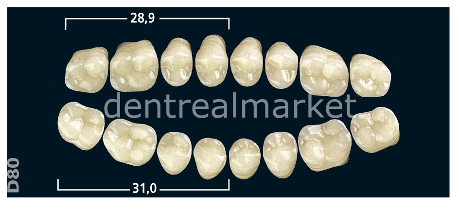 Gnathostar Posterior 8'lik Diş Lower Teeth - Bleach 1 - D80