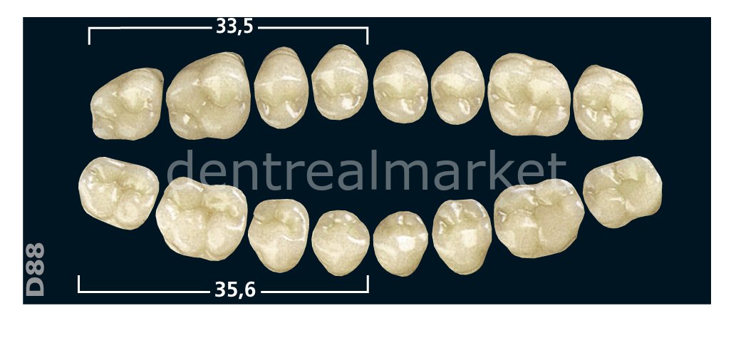 Gnathostar Posterior 8'lik Diş Lower Teeth - Bleach 1 - D88