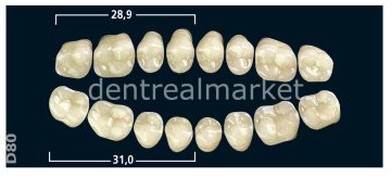 Gnathostar Posterior 8'lik Diş Upper Teeth - A2 - D80