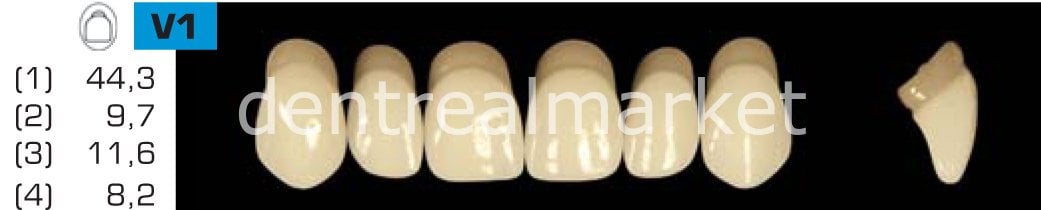 Acyrplus Plastik Diş 28 lik B2 - V1