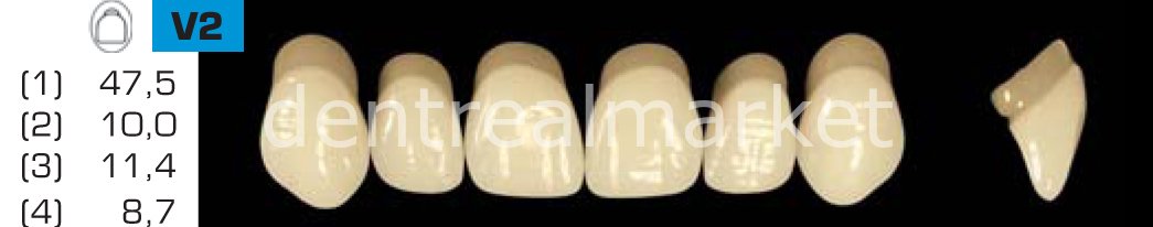 Acyrplus Plastik Diş 28 lik C1 - V2