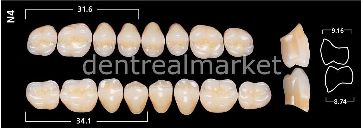 Sr Orthotpy DCL Posterior 8'lik Diş B2 - N4