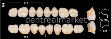 Sr Orthotpy DCL Posterior 8'lik Diş B2 - N4